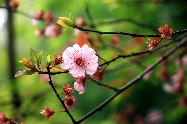 무료 다운로드 꽃 식물 꽃 A - 무료 사진 또는 김프 온라인 이미지 편집기로 편집할 수 있는 사진