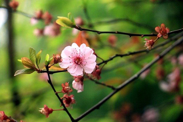 تنزيل Flower Plant Flowers A - صورة مجانية أو صورة مجانية ليتم تحريرها باستخدام محرر الصور عبر الإنترنت GIMP