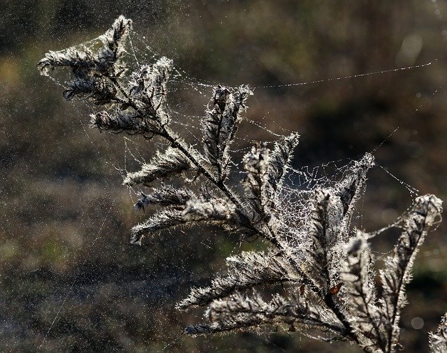 تنزيل Flower Plant Fluffy Spider مجانًا - صورة مجانية أو صورة يتم تحريرها باستخدام محرر الصور عبر الإنترنت GIMP