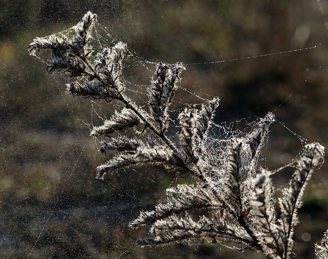 Скачать бесплатно Flower Plant Fluffy Spider - бесплатную фотографию или картинку для редактирования с помощью онлайн-редактора GIMP