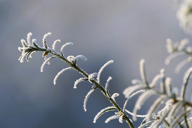 Free download flower plant frozen winter cold free picture to be edited with GIMP free online image editor