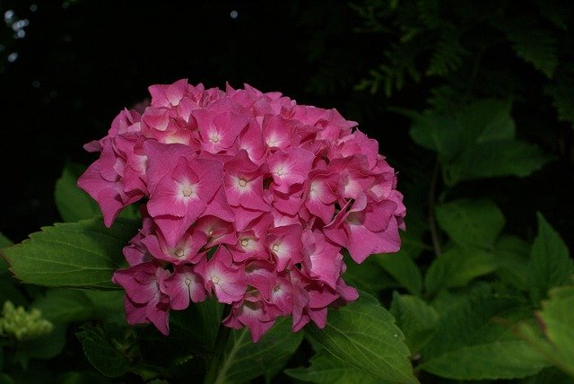 Free download Flower Plant Garden Close -  free photo or picture to be edited with GIMP online image editor