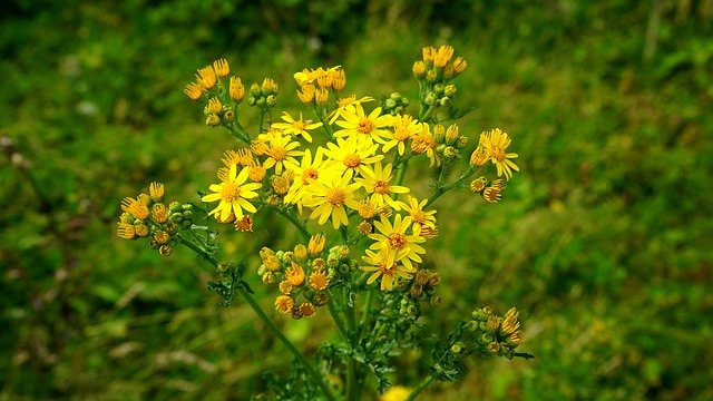 Free download flower plant garden green leaf free picture to be edited with GIMP free online image editor