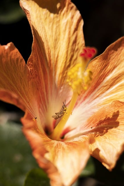 Free download flower plant grasshopper bug free picture to be edited with GIMP free online image editor