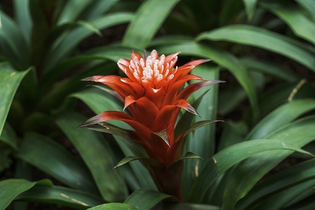 Unduh gratis Flower Plant Green - foto atau gambar gratis untuk diedit dengan editor gambar online GIMP