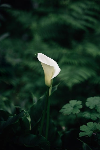 Free download flower plant green nature spring free picture to be edited with GIMP free online image editor