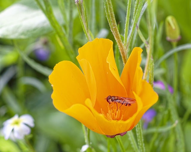 Bezpłatne pobieranie kwiat roślina owad pyłek zielony bezpłatny obraz do edycji za pomocą bezpłatnego edytora obrazów online GIMP