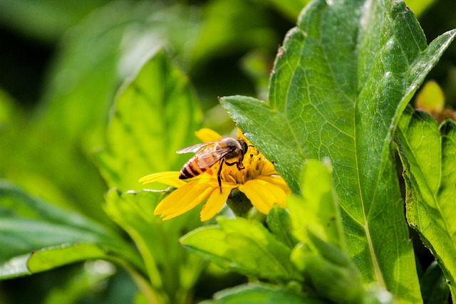 Free download flower plant leaf insect bee fly free picture to be edited with GIMP free online image editor