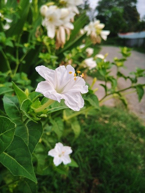 Free download flower plant leaves four o clock free picture to be edited with GIMP free online image editor