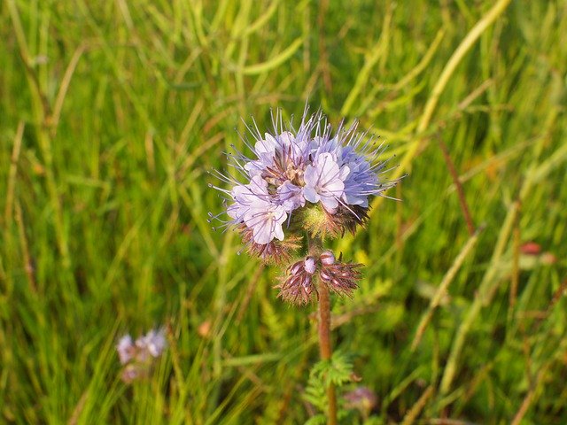 Free download Flower Plant Meadow -  free free photo or picture to be edited with GIMP online image editor
