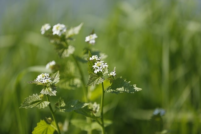 Free download flower plant meadow flower meadow free picture to be edited with GIMP free online image editor