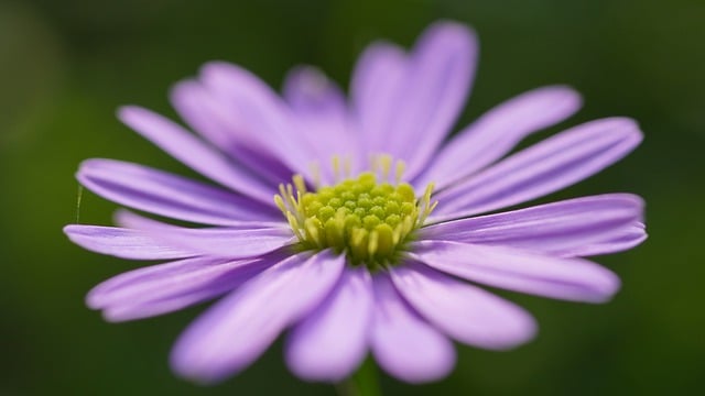 Free download flower plant nature petals blossom free picture to be edited with GIMP free online image editor
