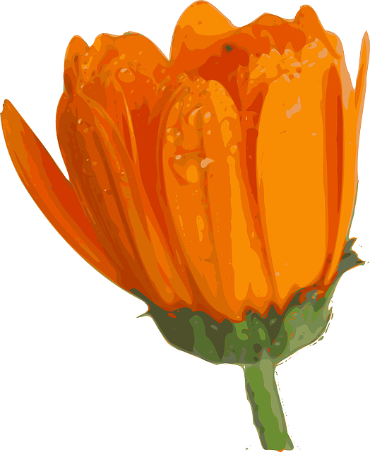 Free download Flower Plant Orange - Free vector graphic on Pixabay free illustration to be edited with GIMP free online image editor