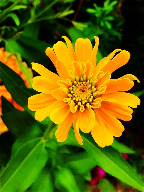 Free download flower plant petal pollen leaf free picture to be edited with GIMP free online image editor