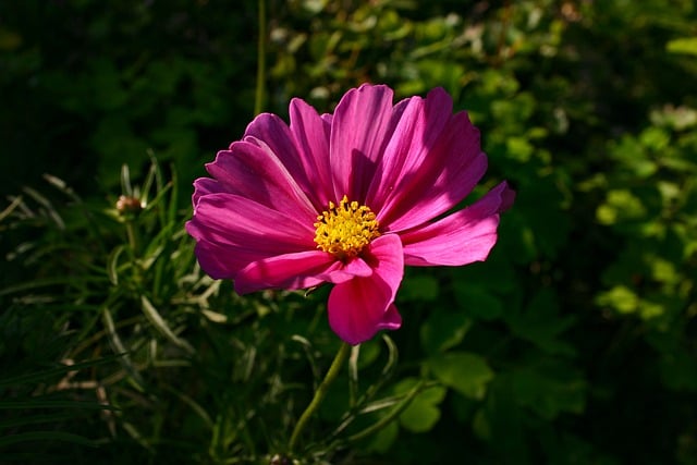 Free download flower plant petals summer blossom free picture to be edited with GIMP free online image editor