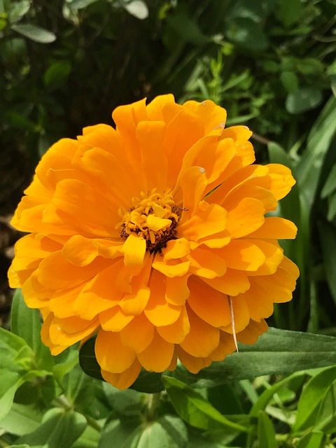 Free download flower plant pollen petal garden free picture to be edited with GIMP free online image editor