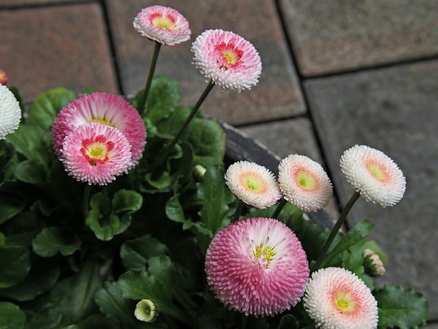 Free download flower plant pot plant decorative free picture to be edited with GIMP free online image editor
