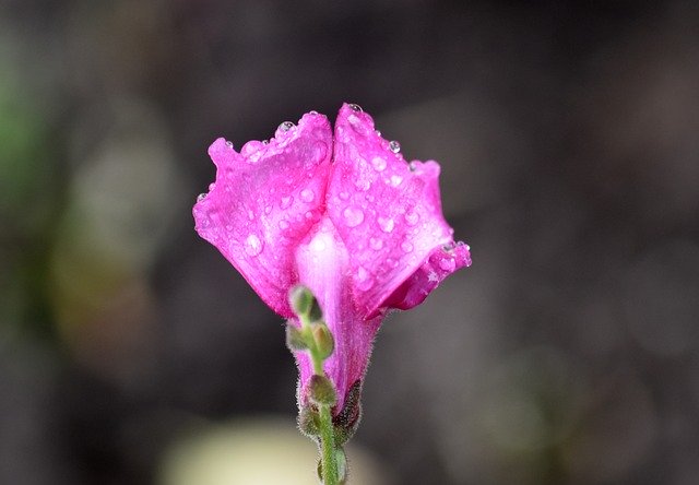 Unduh gratis Flower Plant Rain Water - foto atau gambar gratis untuk diedit dengan editor gambar online GIMP