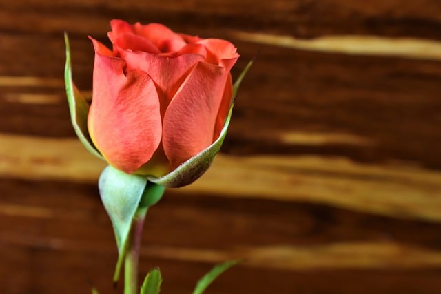 Free download flower plant rose orange flower free picture to be edited with GIMP free online image editor