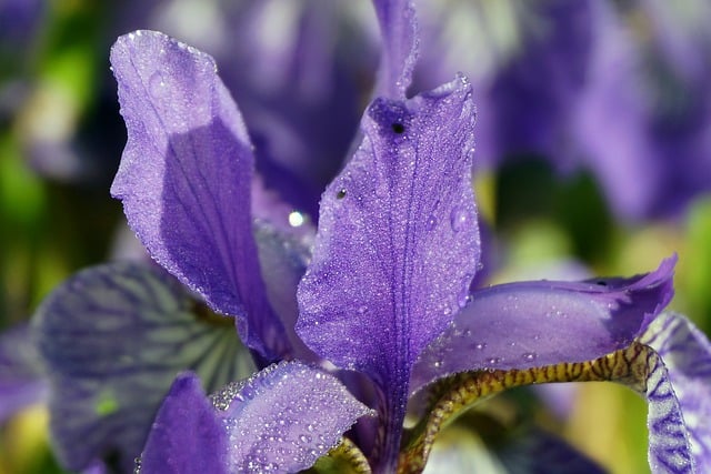 Free download flower plants iris violet free picture to be edited with GIMP free online image editor