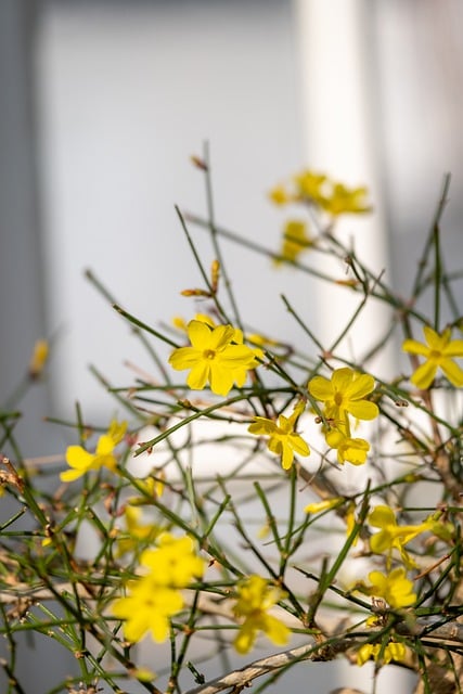 Free download flower plants pot plants flora free picture to be edited with GIMP free online image editor