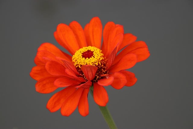 Free download flower plants spring botany bloom free picture to be edited with GIMP free online image editor