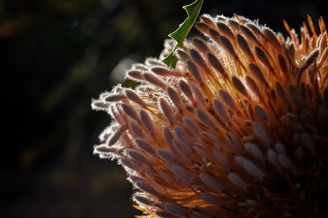 Free download flower plant sunlight glowing free picture to be edited with GIMP free online image editor