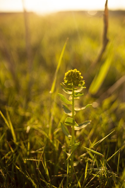 Free download flower plant sun summer flora free picture to be edited with GIMP free online image editor
