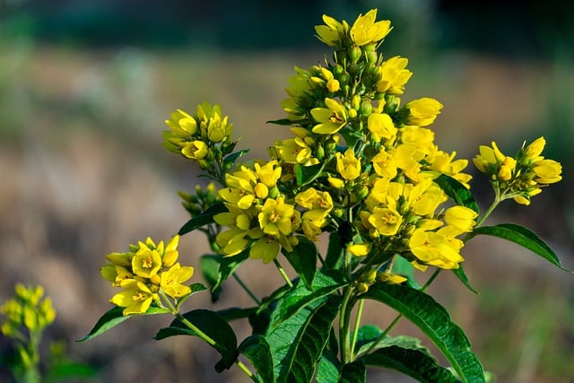 Free download flower plant yellow flowers morning free picture to be edited with GIMP free online image editor