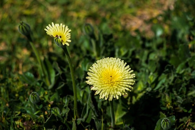 Free download flower plant yellow nature green free picture to be edited with GIMP free online image editor