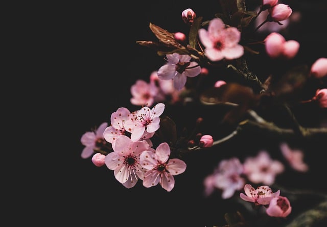 Free download flower plum blossom spring free picture to be edited with GIMP free online image editor