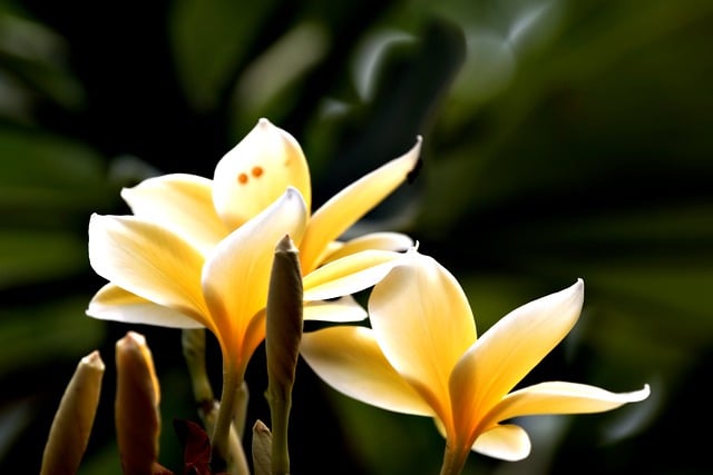 Free download flower plumeria frangipani botany free picture to be edited with GIMP free online image editor