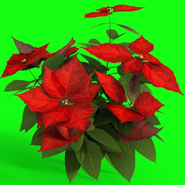 Free download Flower Poinsettia Plant -  free illustration to be edited with GIMP free online image editor
