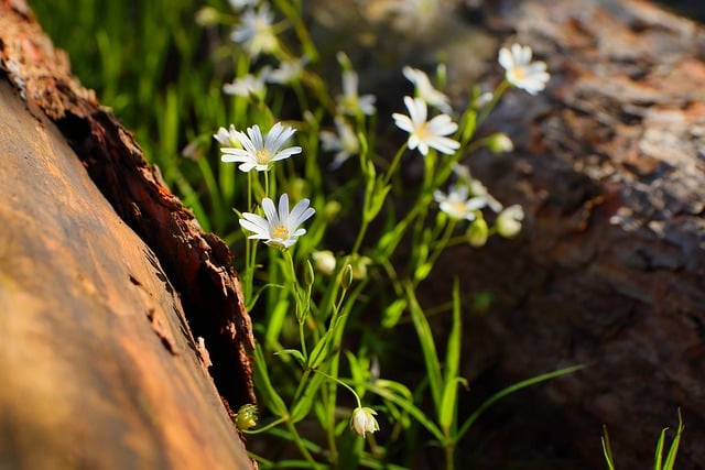 Free download flower pointed flower spring plant free picture to be edited with GIMP free online image editor