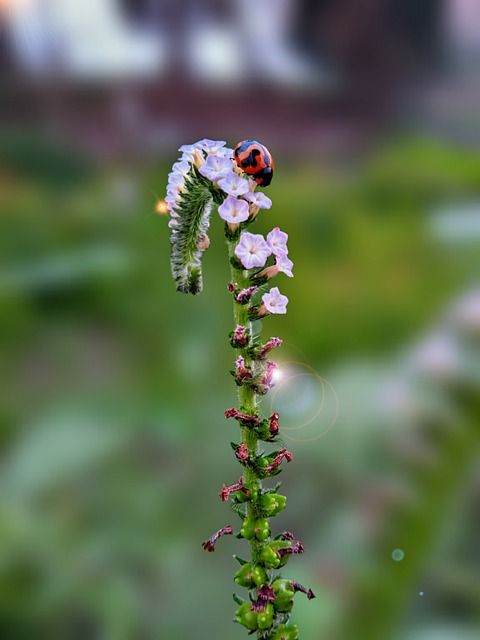 Free download flower pollination botany bloom free picture to be edited with GIMP free online image editor