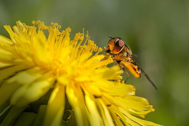 Free download flower pollination pollinator free picture to be edited with GIMP free online image editor