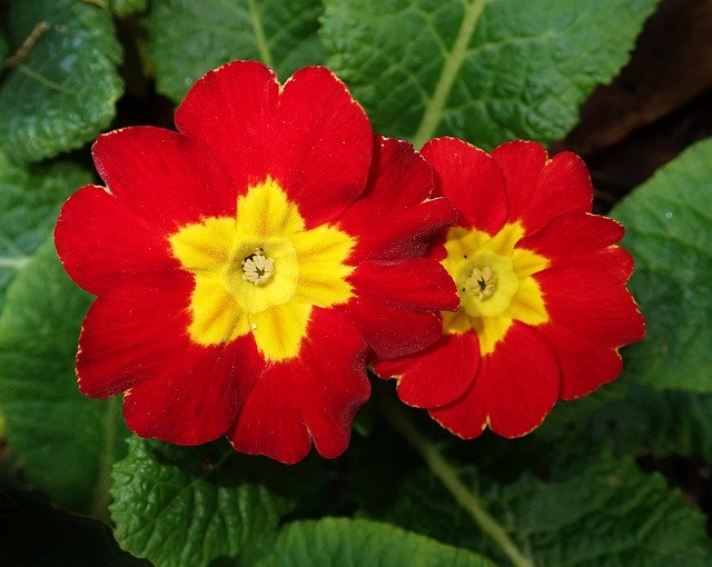 Free download Flower Polyanthus Primrose -  free photo or picture to be edited with GIMP online image editor
