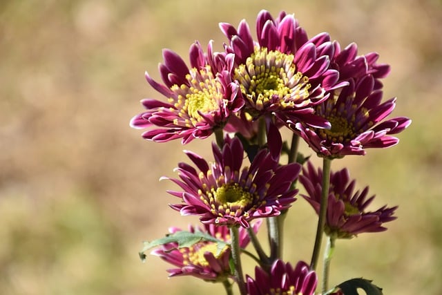 Free download flower pompom chrysanthemum garden free picture to be edited with GIMP free online image editor