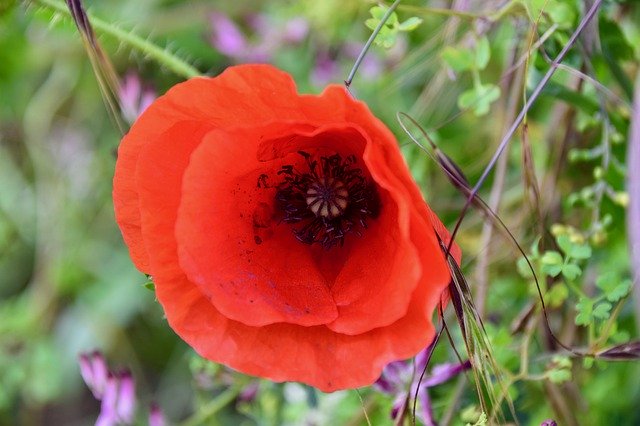 Unduh gratis Flower Poppies Red - foto atau gambar gratis untuk diedit dengan editor gambar online GIMP