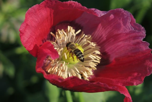 Free download flower poppy bee petals pollen free picture to be edited with GIMP free online image editor