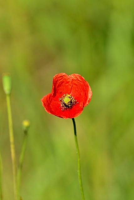 Free download flower poppy bloom blossom nature free picture to be edited with GIMP free online image editor