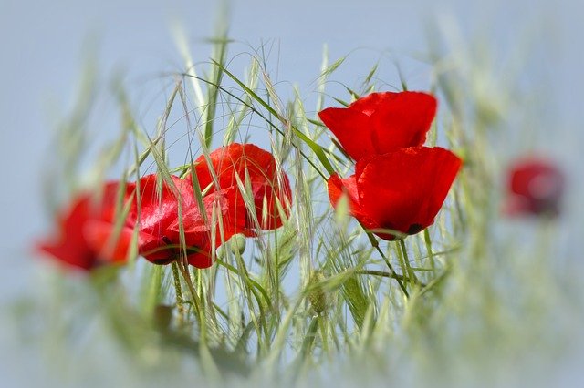 Free download Flower Poppy Colorful -  free photo or picture to be edited with GIMP online image editor