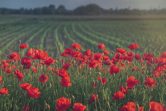Free download flower poppy meadow arable land free picture to be edited with GIMP free online image editor