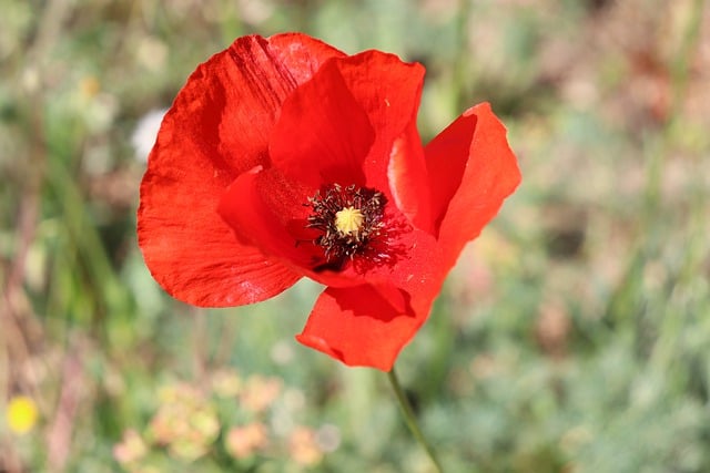 Free download flower poppy petals red flower free picture to be edited with GIMP free online image editor