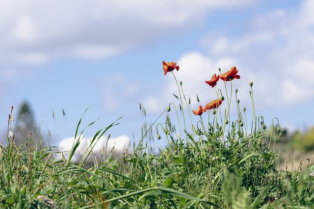 Free download flower poppy plants grass weeds free picture to be edited with GIMP free online image editor