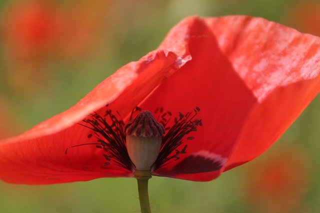 Free download Flower Poppy Red -  free photo or picture to be edited with GIMP online image editor