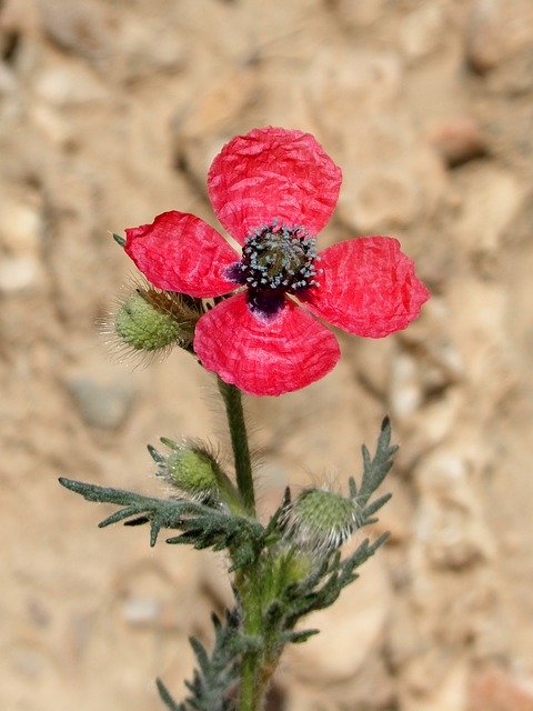 Free download Flower Poppy Sad Papaver -  free photo or picture to be edited with GIMP online image editor