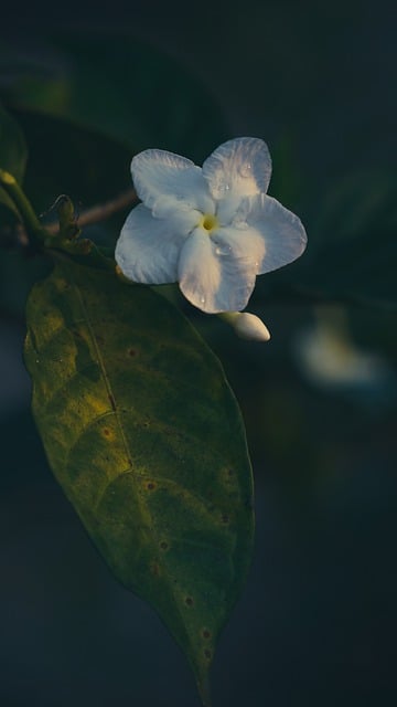 Free download flower porcelain flower free picture to be edited with GIMP free online image editor