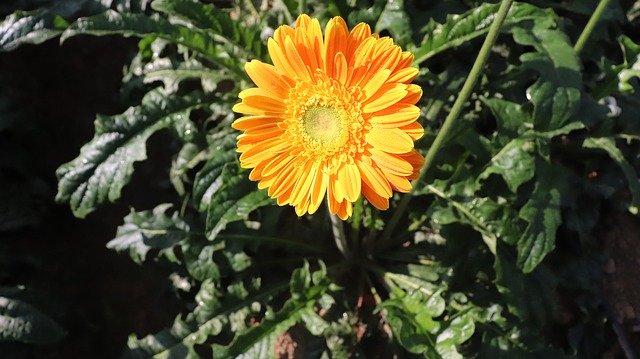 دانلود رایگان Flower Portrait Sunflower - عکس یا تصویر رایگان قابل ویرایش با ویرایشگر تصویر آنلاین GIMP