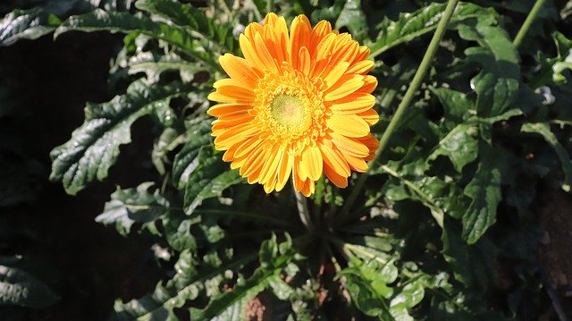 Free download Flower Portrait Sunflower -  free photo or picture to be edited with GIMP online image editor